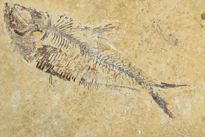 Bargain, Fossil Fish (Diplomystus) - Wyoming #344746